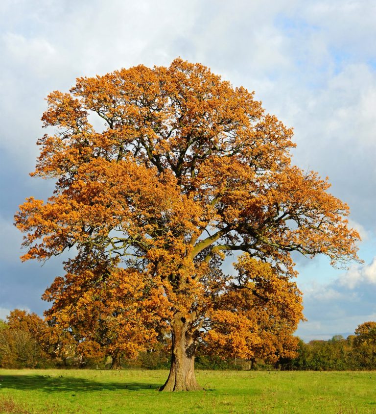 How to Paint an Autumn Tree - Michael James Smith Art School