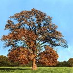 Autumn Tree